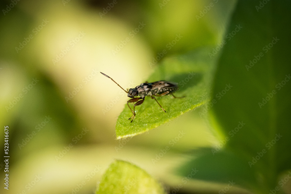 Insectos Insectos