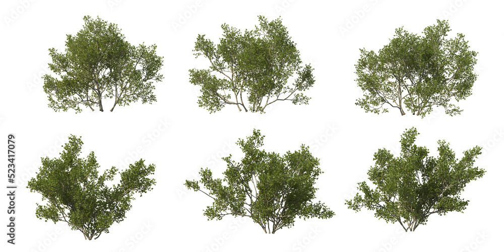 Fototapeta premium Shrubs and plant on a transparent background 