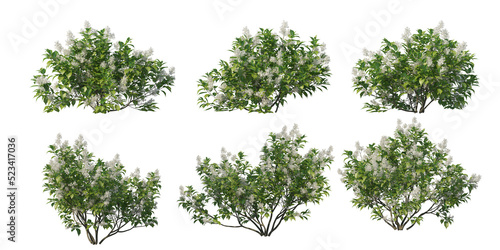 Shrubs and plant on a transparent background 