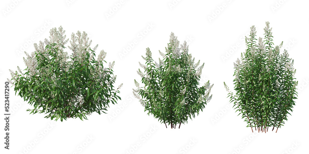 Shrubs and plant on a transparent background
Shrubs and plant on a transparent background