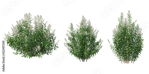 Shrubs and plant on a transparent background 