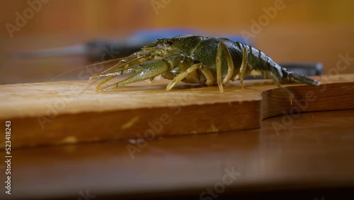 Fresh live crayfish in the kitchen. Cook and seafood. Place food on a cutting board. Danube crayfish (Pontastacus leptodactylus). American crayfish photo