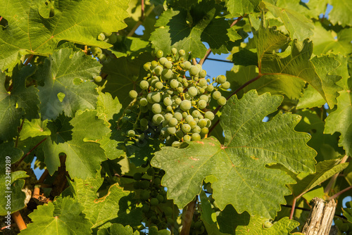 Wallpaper Mural Grapes growing in a vineyard on a sunny day.Summer season. Torontodigital.ca