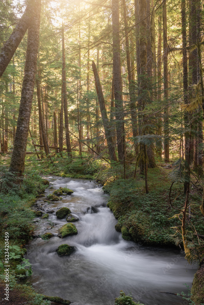 Morning light in a forest with flowing creek Morning light in a forest with flowing creek