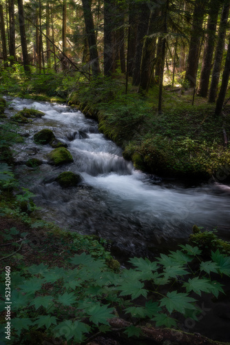 Creek stream flows through a lush Pacific Northwest forest in Oregon's Mt. Hood territory