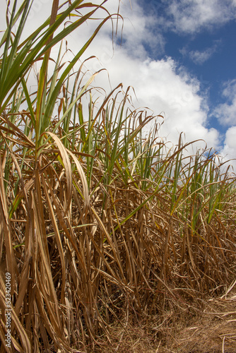 .large sugar cane plantation in sunny day