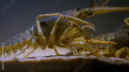 Danube crayfish (Pontastacus leptodactylus) on the river bed. Crayfish climb on top of each other at bottom of aquarium in store. Seafood on sale.  photo