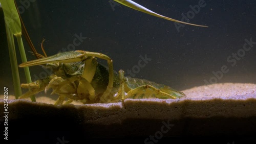 Crayfish climb on top of each other at bottom of aquarium in store. Seafood on sale. 
Danube crayfish (Pontastacus leptodactylus) on the river bed. Supermarket. photo