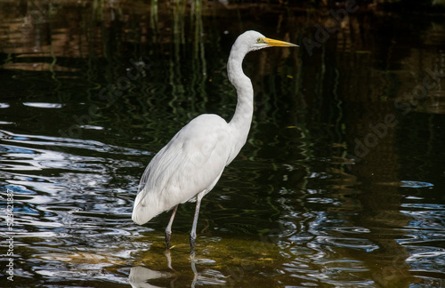 Great Egret (Ardea alba)