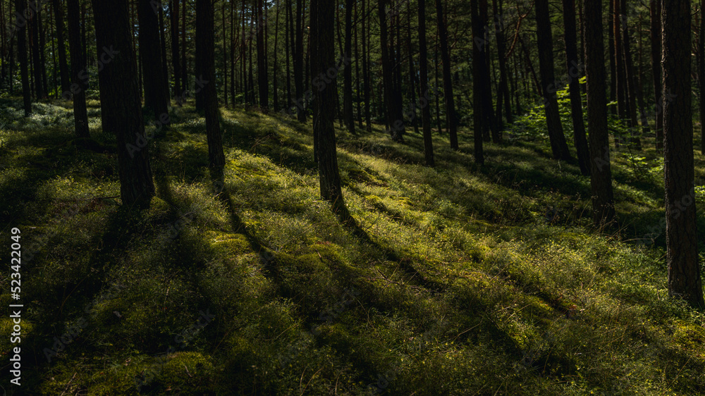 Obraz premium Old dark pine forest full of mosses and blueberries in the sunlight