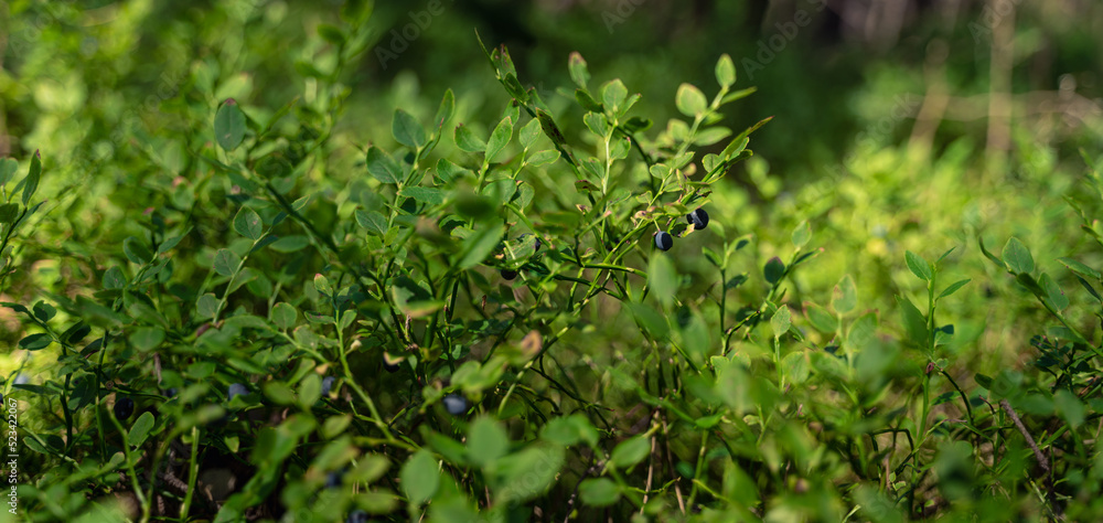 closeup of forest berries on bushes full of fresh forest fruits ready to be picked closeup of forest berries on bushes full of fresh forest fruits ready to be picked