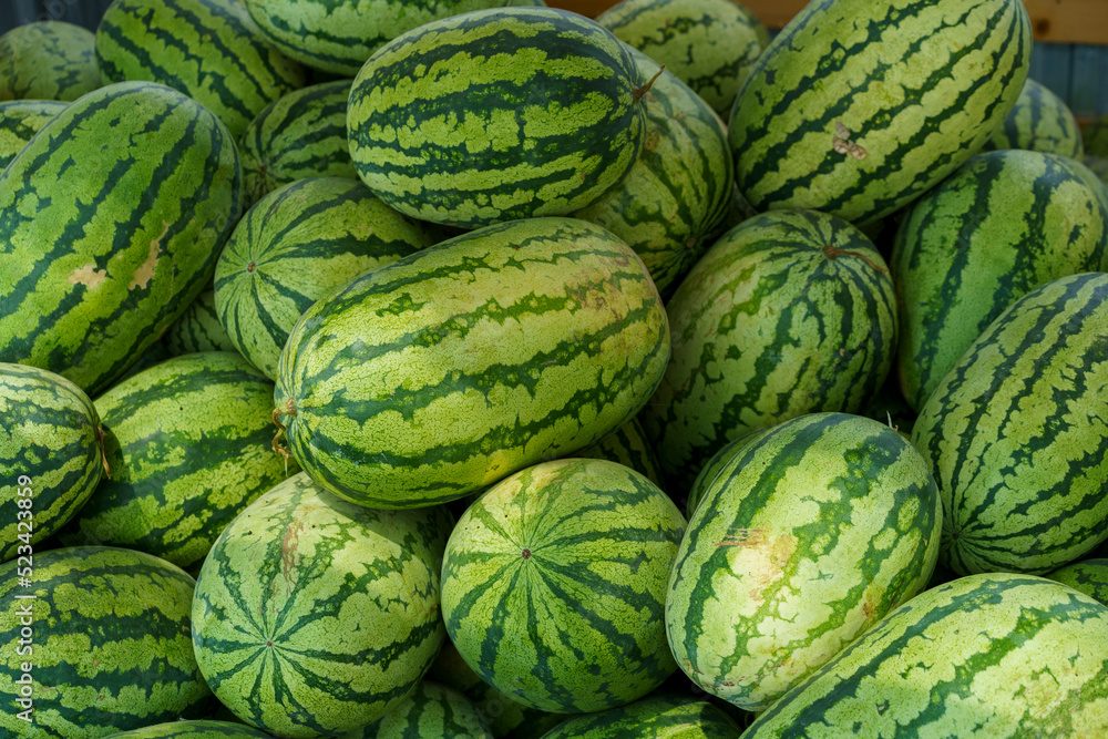Fruit background. Lots Of Big Sweet Green Organic Ripe Watermelons Fruit background. Lots Of Big Sweet Green Organic Ripe Watermelons