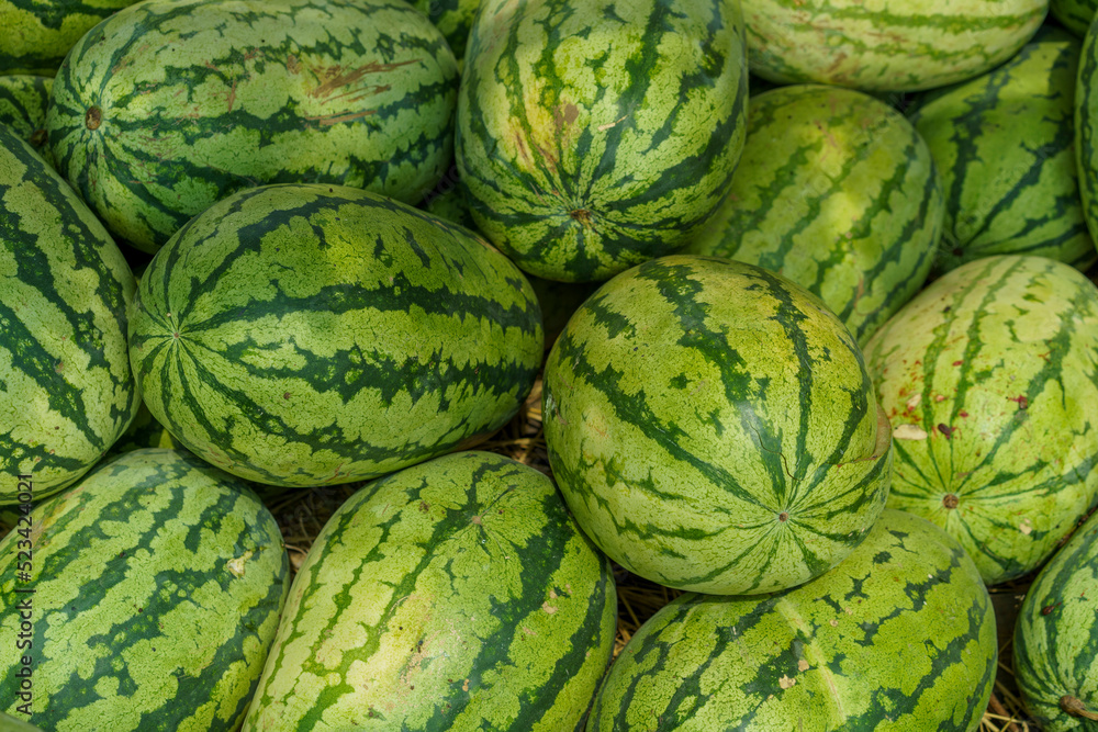Fruit background. Lots Of Big Sweet Green Organic Ripe Watermelons Fruit background. Lots Of Big Sweet Green Organic Ripe Watermelons