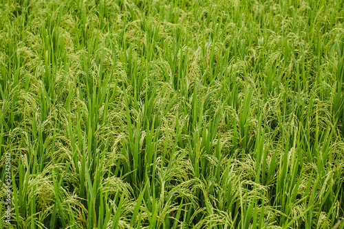 The texture is green rice field.