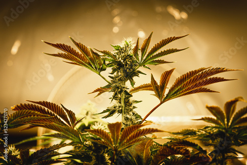 Indoor marijuana plant of legal licensed cannabis industry facility