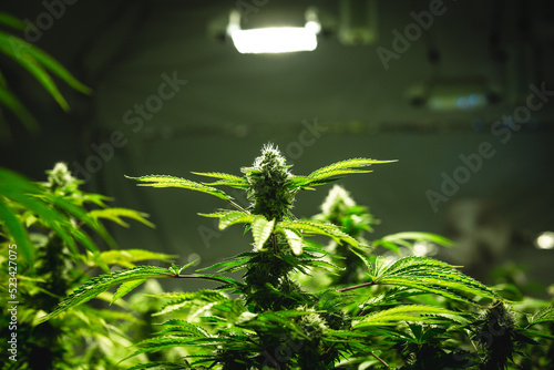 Photography Indoor medical marijuana plant under grow light