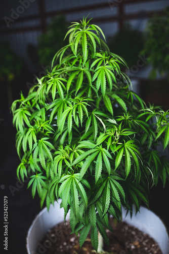 Outdoor marijuana plants in night time setting