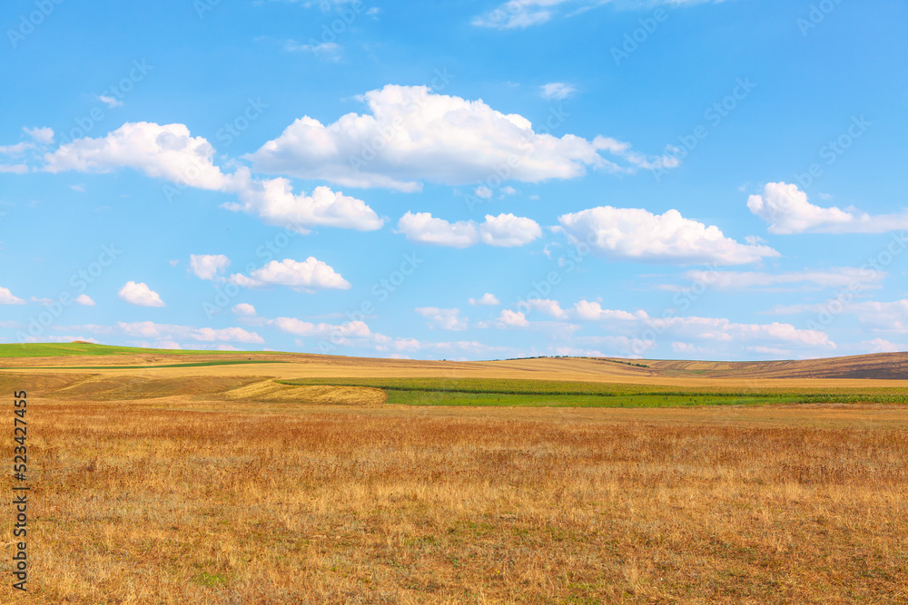 Rustic field in the summer . Summertime agricultural scenery 