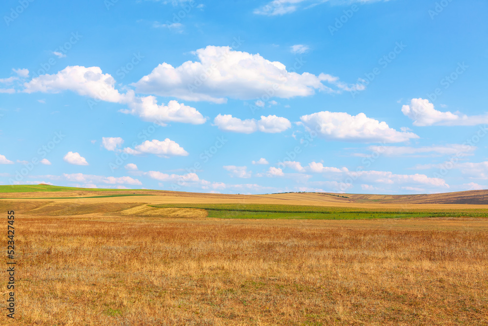 Rustic field in the summer . Summertime agricultural scenery Rustic field in the summer . Summertime agricultural scenery
