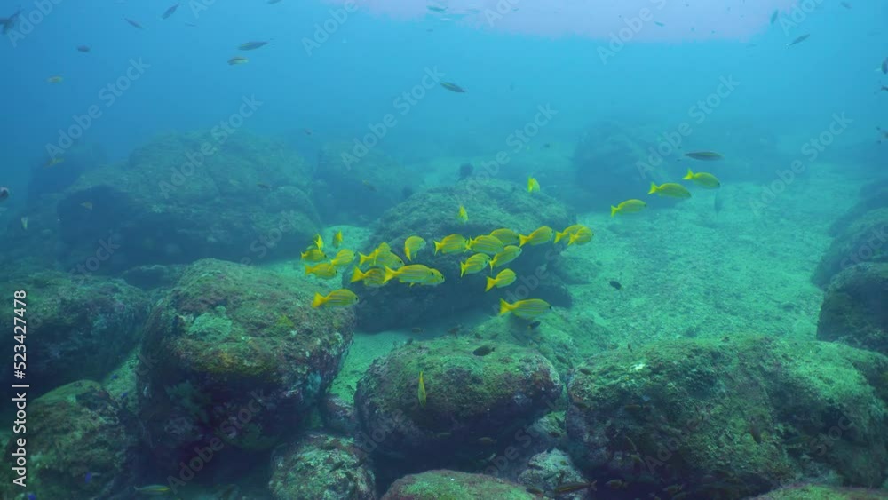 Tropical Fishes on Coral Reef, underwater scene. Sri lanka. Tropical Fishes on Coral Reef, underwater scene. Sri lanka.