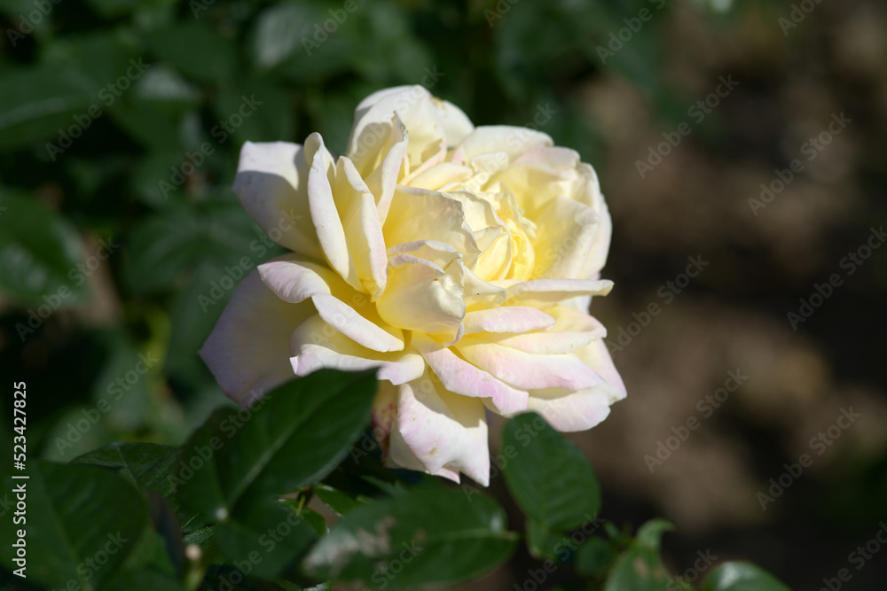 Obraz premium ピース バラの花