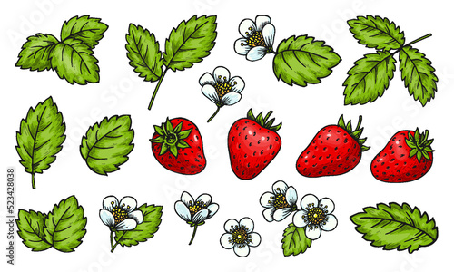 Strawberry set. Realistic whole red berries leaves and flowers isolated on white background. Cartoon hand drawn plant elements for card print  badge pin  scrapbooking tag  farmers market label  patch