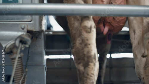 Cow milking technology modern dairy farm close up. Worker cleaning cattle udder. photo