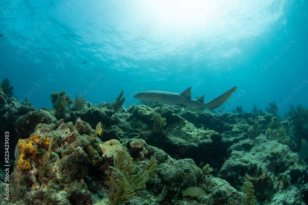 Fototapeta premium Nurse Shark cruising over the reef