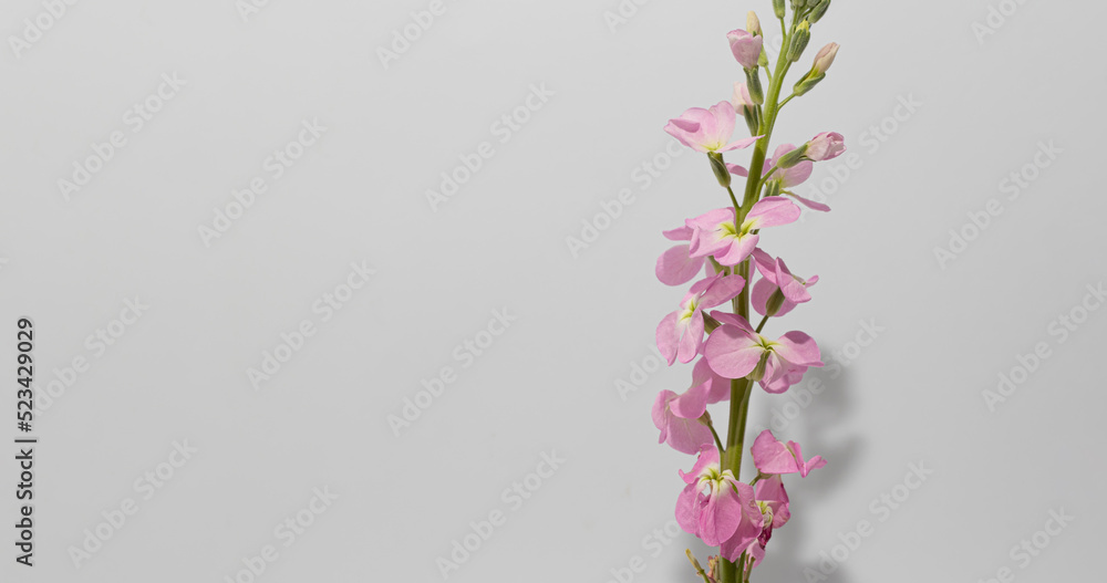 Beautiful pink Matthiola in front of white background