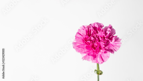 Single beautiful pink Carnation standing in front of white background