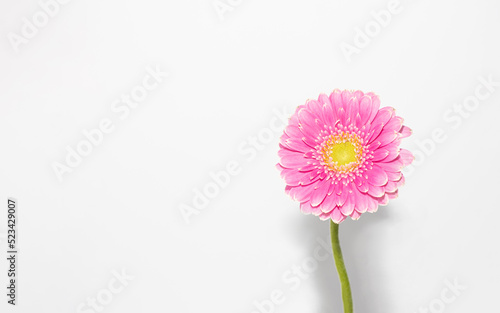 Beautiful pink Gerbera in front of the white background