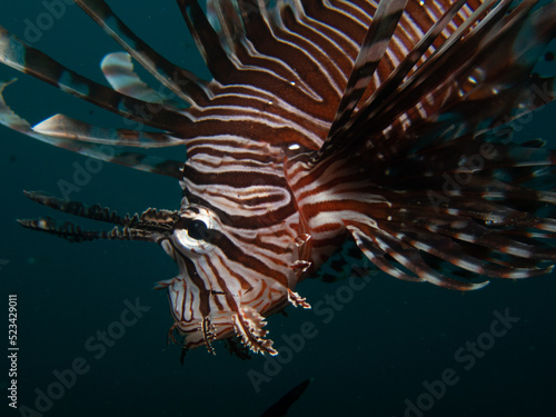 Lionfish in its native habitat 