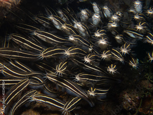 Gathering of stripped eel catfish