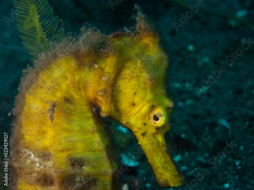 seahorse found while muck diving in Philippines