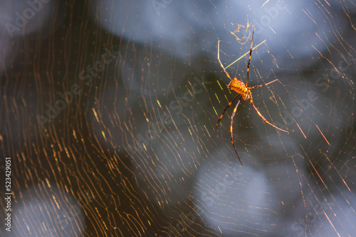 Large Menacing Spider Builds Huge Web