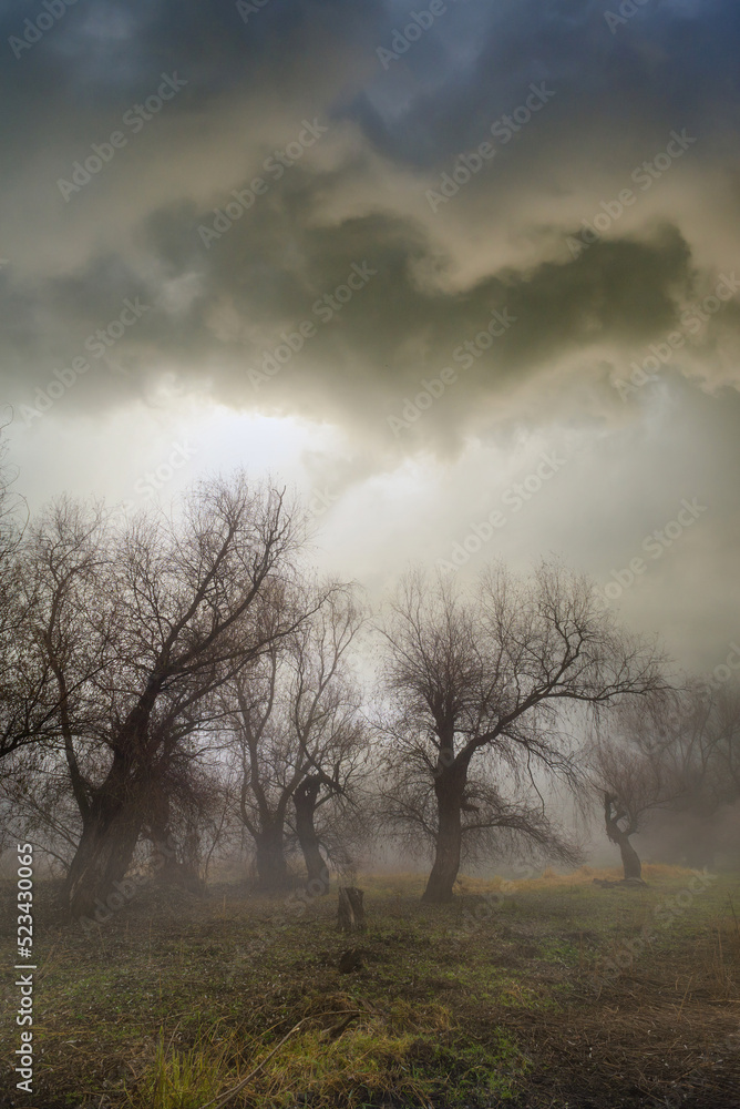 Dark autumn landscape showing old forest on a cloudy morning Dark autumn landscape showing old forest on a cloudy morning