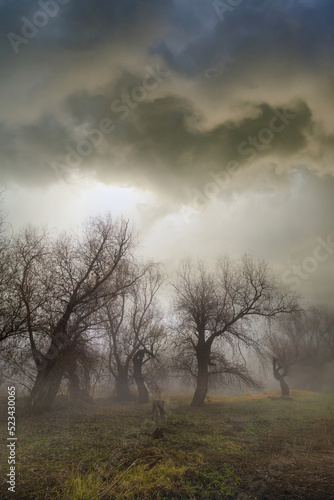 Dark autumn landscape showing old forest on a cloudy morning