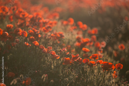 Close up of red poppy field illuminated in backlit by low lying sun just before sunset / after sun rise