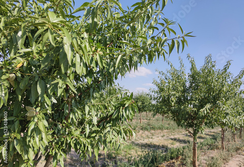 Young almond tree plantation