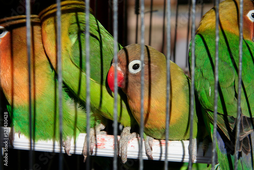 Agapornis Fischers lovebirds in jail for sell