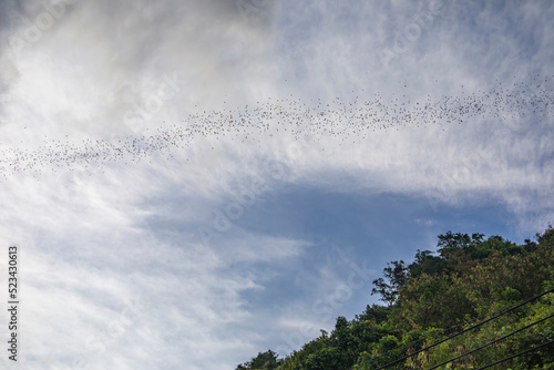 At Khao Yai Bat cave a wildlife spectacle: Million of Wrinkle-lipped free-tailed bat (Chaerephon plicatus) fly out from their cave in the evening sunset time to hunt insects at night.    photo