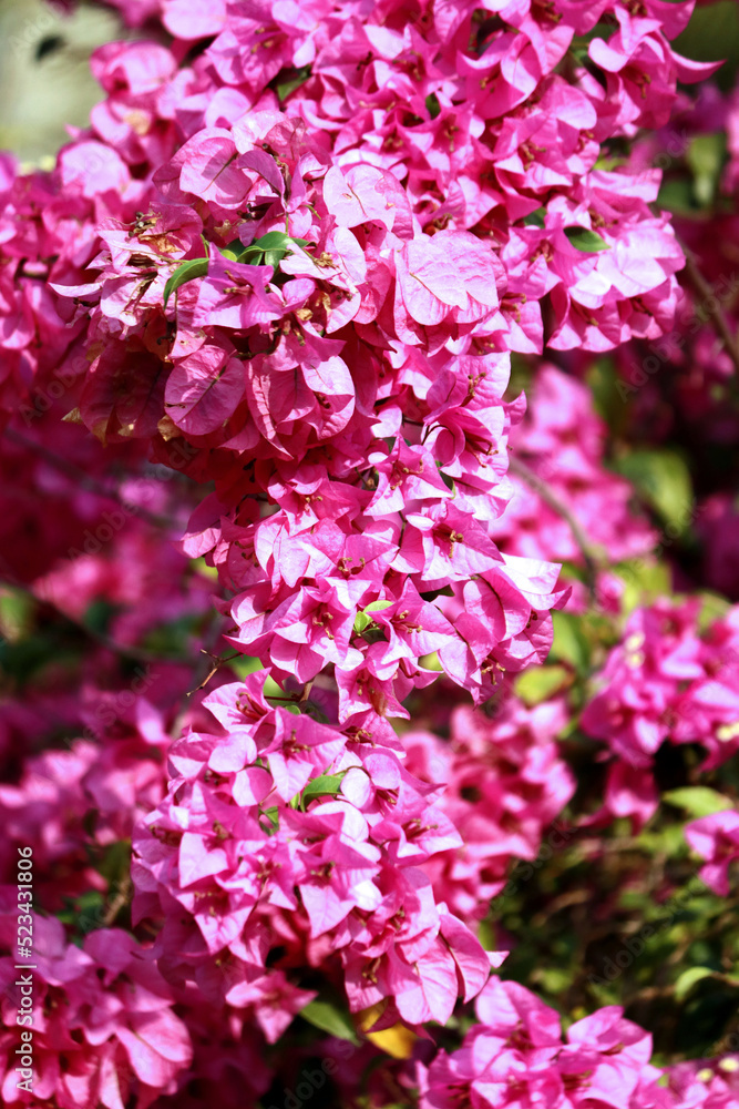 Fototapeta premium The purple paper flower in the garden