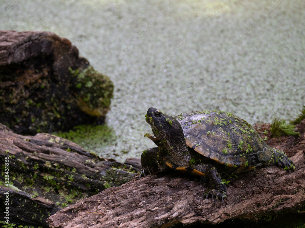 Pond Slider Turtle on a Log in Texas Pond Slider Turtle on a Log in Texas
