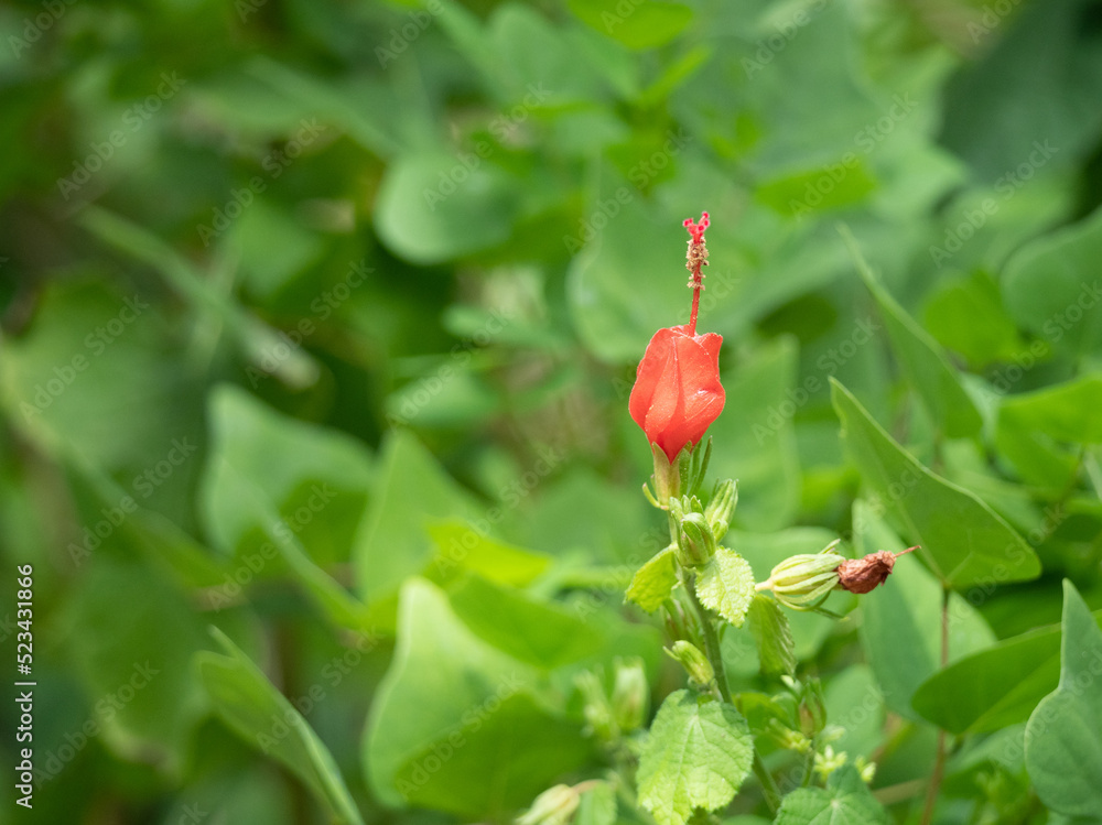Turk's Cap Flower Against Green Background Turk's Cap Flower Against Green Background