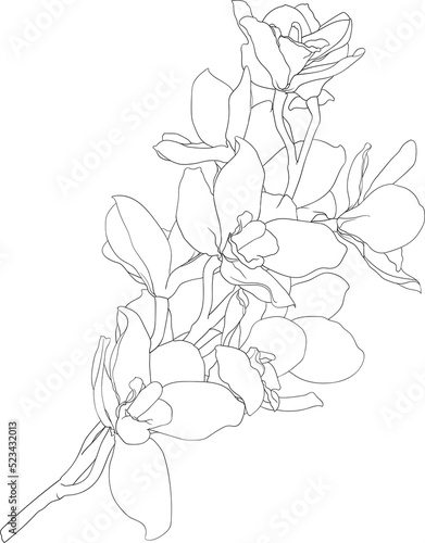 Botanical drawing line art with orchid flower.