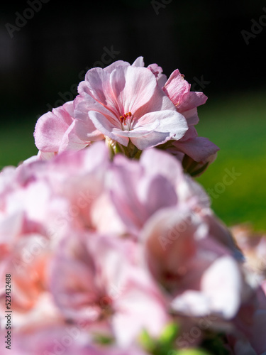 Delicate light pink flower of cherry blossom with blured foreground