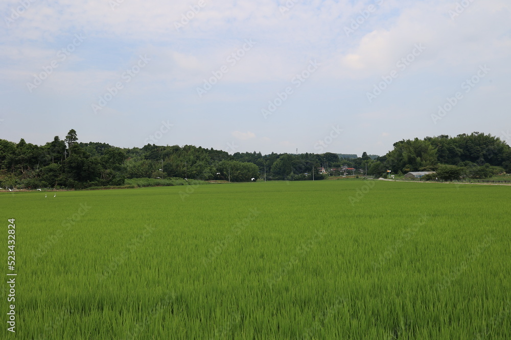 Obraz premium 田園風景