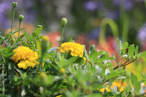 マリーゴールド