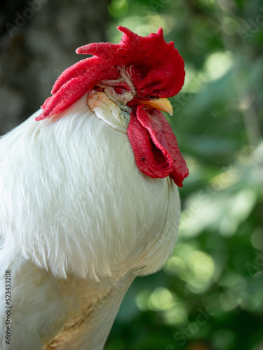 Big redhead cock chicken with strong wide breast