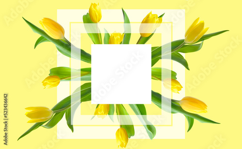 Fototapeta Naklejka Na Ścianę i Meble -  Banner for design with fresh tulip flowers on yellow background